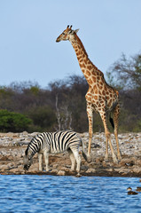 Giraffe and zebra