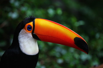 Tucano © marialauradr