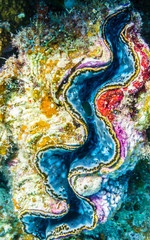 Colorful giant clam (Tridacna gigas) in the Red Sea © AMzPhoto