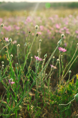 Beautiful flowers in field