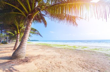 Naklejka na ściany i meble tropical beach with coconut palm