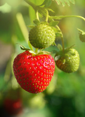 Fresh strawberries in beautiful light,natural look