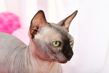 Beautiful gray sphinx cat relaxing on plaid in room