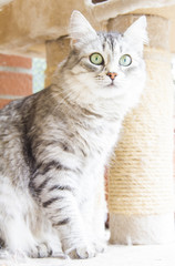 Naklejka na ściany i meble female cat of siberian breed, silver version - livestock cat