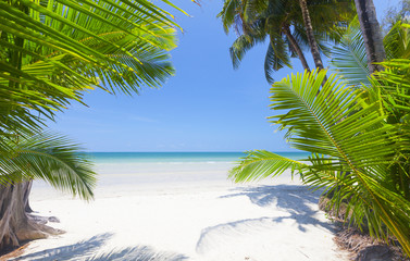 Palm leaf and tropical beach
