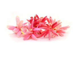 Quisqualis indica flower