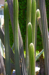 Cactus plant in Egypt