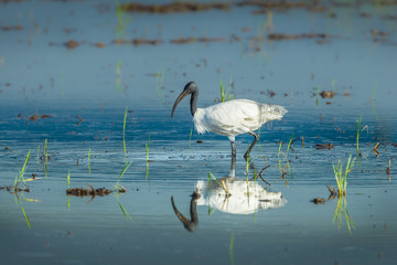 Black-headed ibis(Threskiornis melanocephalus) walking for food