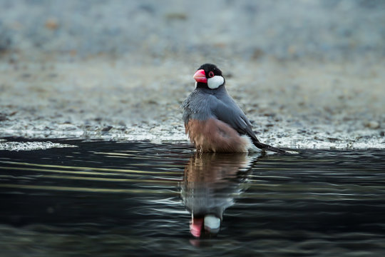 Java sparrow, Java finch  with her shadow in nature