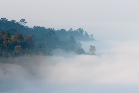 Forest in mist