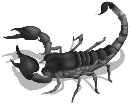A deadly scorpion