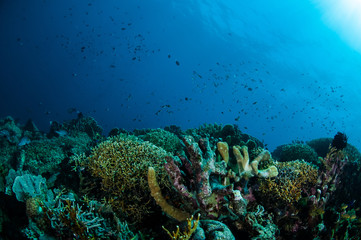 Fototapeta na wymiar Various hard coral reefs in Gorontalo, Indonesia.