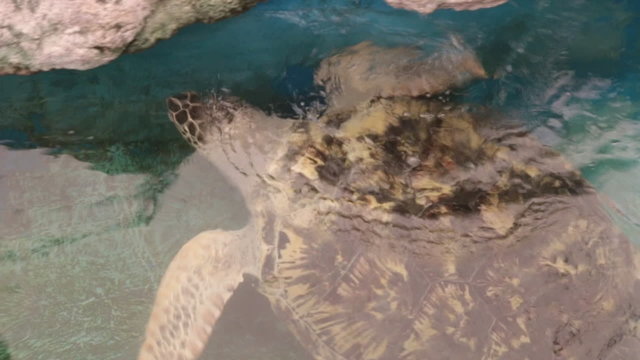 sea turtle in aquarium tank