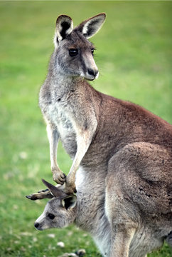 Eastern grey kangaroo with joey