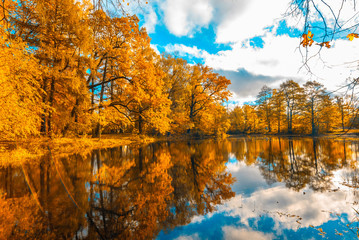 autunm trees