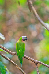 Colorful parrot