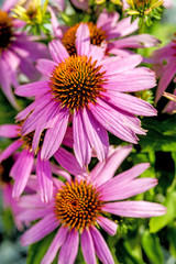 Obraz premium Roter Sonnenhut, Echinacea purpurea