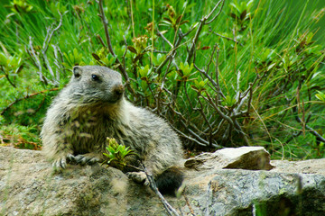Cucciolo di marmotta su sasso prende il sole