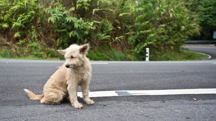 Cute homeless stray dog