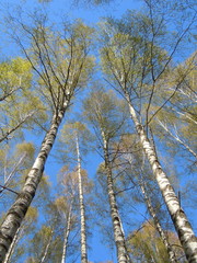 Springtide - blue sky and flourishing birch