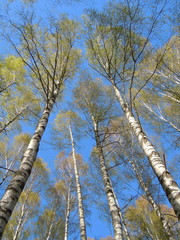 Springtide - blue sky and flourishing birch