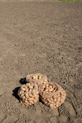 potato crop