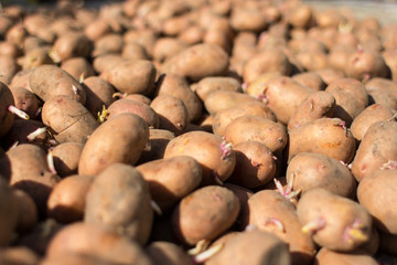 Obraz premium potato crop