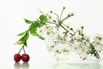 cherries on a white background with branches