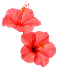 Two pink hibiscus