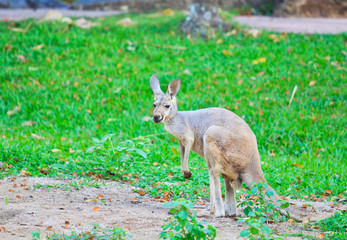 Red kangaroo or bennet's wallaby