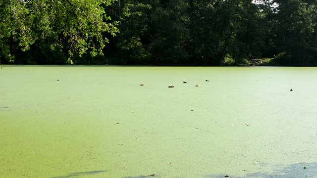 aquatic cyanobacteria on the lake