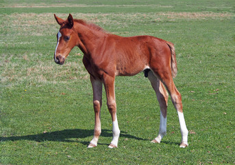 A chestnut foal of sporting breed is on a natural background