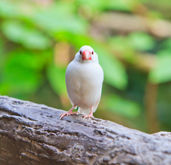 Small birds