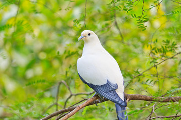 Pied lmperial pigeon