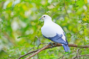 Pied lmperial pigeon