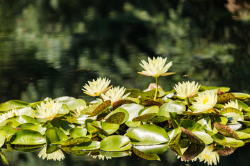 Water garden