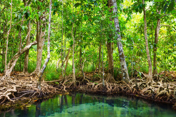 Tha Pom, the mangrove forest in Krabi, Thailand