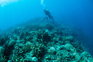 Fototapeta na wymiar Various hard coral reefs in Gorontalo, Indonesia.