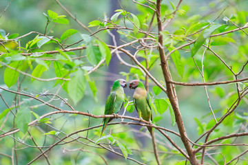 Alexandrine parakeet