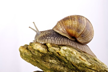 Lumaca