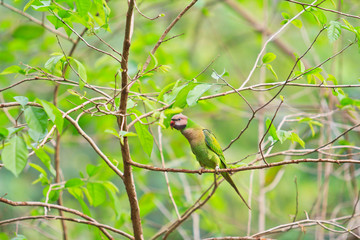 Alexandrine parakeet