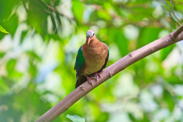 Emerald Dove