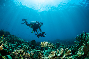 Broadclub cuttlefish Sepia latimanus in Gorontalo, Indonesia.
