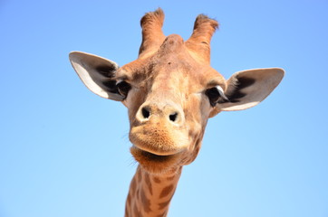 Fototapeta premium жираф