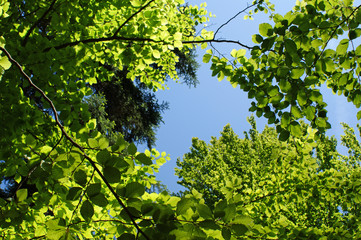 Laubblätter im Sonnenschein