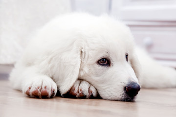 Cute puppy dog lying on wooden floor. Polish Tatra Sheepdog