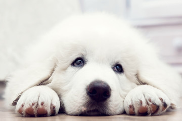 White puppy dog lying on wooden floor. Polish Tatra Sheepdog
