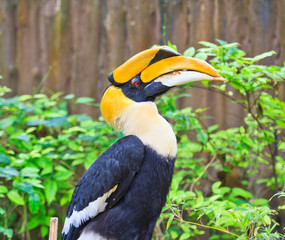 Great hornbill which has the forever love for its lover © Photo Gallery