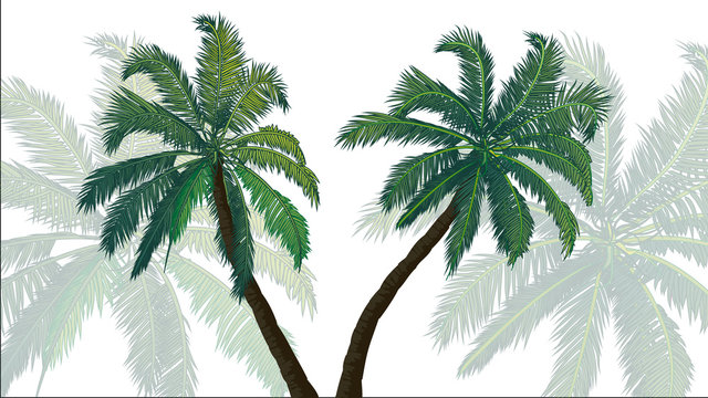 Background palms