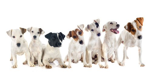 group of jack russel terrier